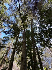 Cryptocarya glaucescens