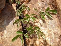 Lannea edulis edulis