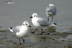 Saundersilarus saundersi