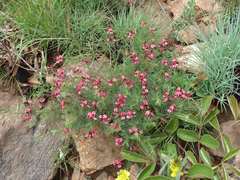 Indigofera hedyantha