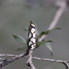 Scaptesyle dichotoma