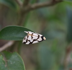 Scaptesyle dichotoma