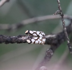 Scaptesyle dichotoma
