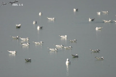 Saundersilarus saundersi