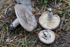 Lactarius flexuosus