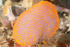 Polycitor giganteus