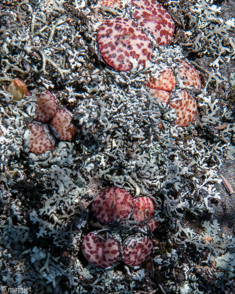 Conophytum obcordellum, West Coast, ZA-WC, ZA