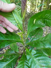 Tetracera
