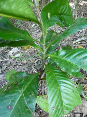 Tetracera