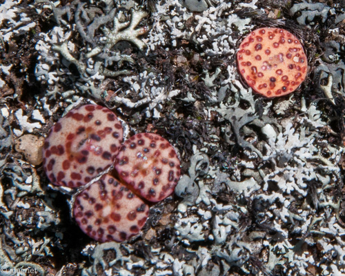 Conophytum obcordellum