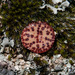 Spotted Buttons - Photo (c) magriet b, some rights reserved (CC BY-SA), uploaded by magriet b