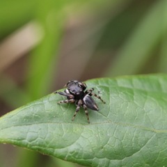 Maratus scutulatus