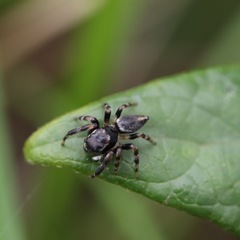 Maratus scutulatus