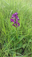 Anacamptis laxiflora