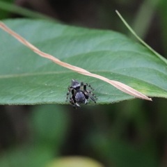 Maratus scutulatus