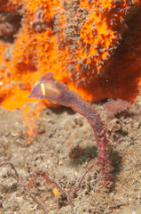 Clavelina meridionalis