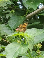 Libythea