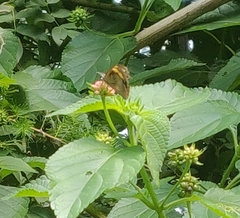 Libythea
