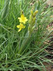 Hypoxis rigidula rigidula
