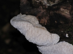 Dentipellis fragilis