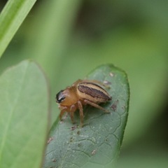 Maratus scutulatus