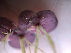 Spirodela polyrhiza