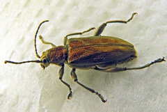 Donacia bicolora