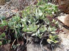 Crassula swaziensis