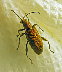 Donacia bicolora