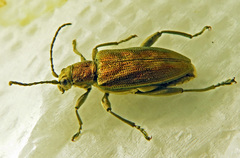 Donacia bicolora