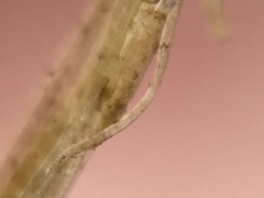 Spirodela polyrhiza