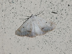 Dyscia penulataria