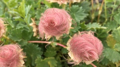 Geum reptans