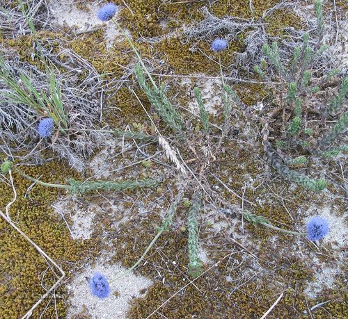Jasione maritima (Jasione maritima)