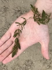 Ceratophyllum demersum
