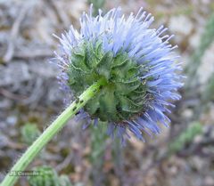 Jasione maritima