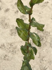 Potamogeton perfoliatus