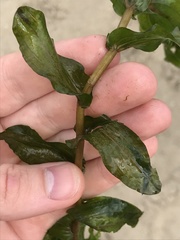 Potamogeton perfoliatus