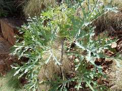 Cussonia paniculata sinuata