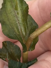 Potamogeton perfoliatus
