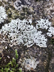 Physcia dimidiata