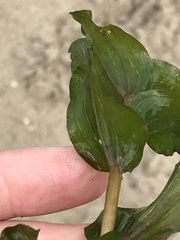 Potamogeton perfoliatus