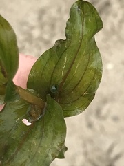 Potamogeton perfoliatus