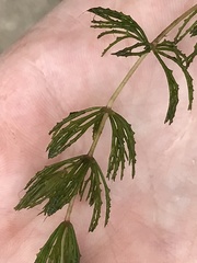 Ceratophyllum demersum