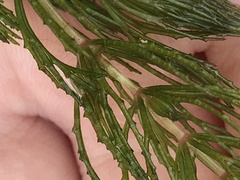 Ceratophyllum demersum