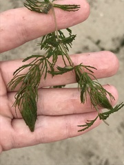 Ceratophyllum demersum