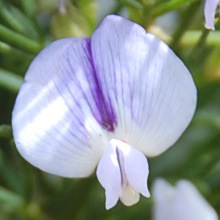 Psoralea glabra