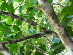 Phaleria clerodendron