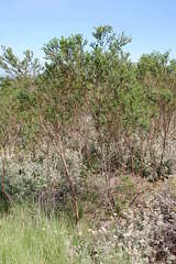 Psoralea glabra