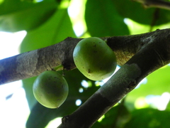 Phaleria clerodendron